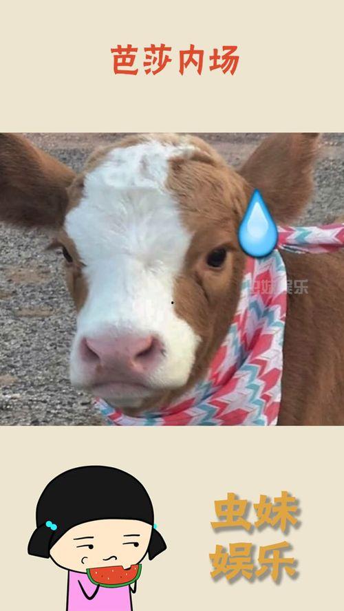 娱乐吃瓜酱狗窝